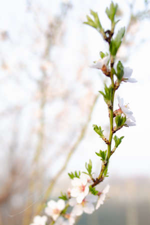 Pink almond flowers bloomed in orchard. vertical spring photo