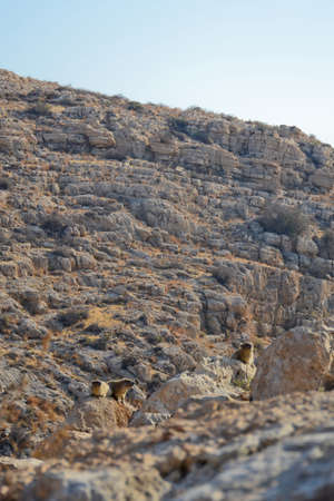 Hairaks Rock (Procavia capensis) in the wild, Ein Gedi National Reserve, Judean Desert, South...