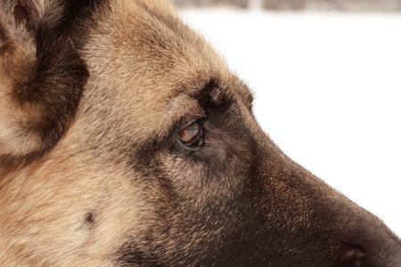 German shepherd close-up on background of snow. Domestic dog looking into distanceの写真素材