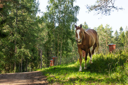 The chestnut horse grazes among forest and green grass. livestock concept.の写真素材
