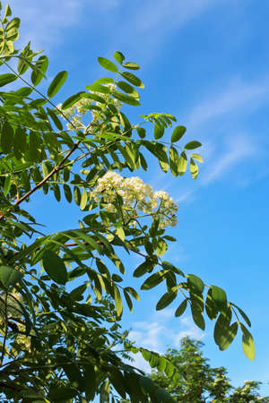 White rowan flowers among bright green leaves. Blooming mountain ash in the park against a clear, blue sky. Lush green background.の写真素材