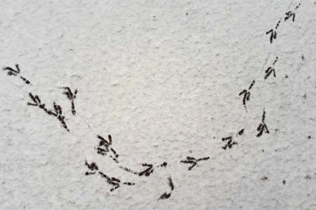 Bird tracks on the first snow. Shot from above.