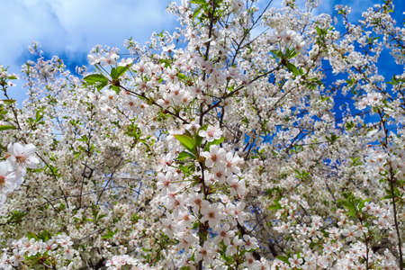 White flowers and green leaves against the blue sky. selective focus.