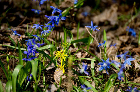 Scilla sibirica is a beautiful blue and yellow spring flower in the forest. Flower meadow in the...