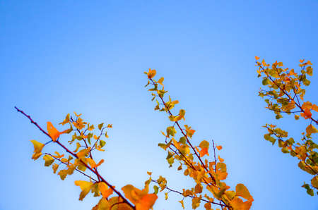 Autumn yellow and orange leaves on a branch. Branch against the blue sky.