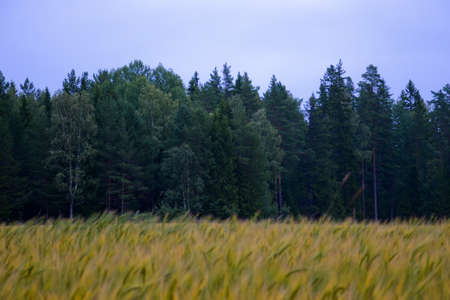 Horizontal image of an oat field with forest and sky in the background. agriculture concept
