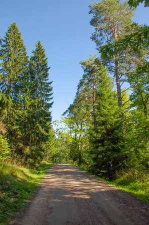 Dirt road among green trees on clear summer day, vertical photoの写真素材