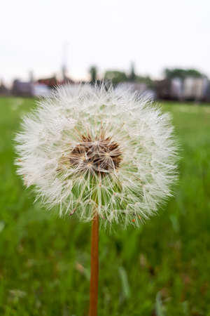 White dandelion flower with dewdrops. vertical photo of summer natureの写真素材