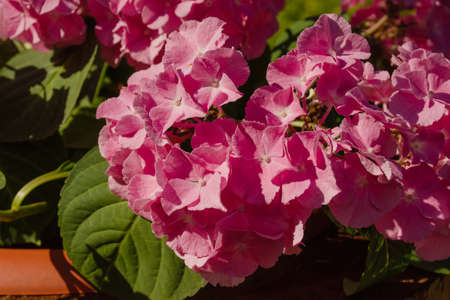 Inflorescences of large-leaved pink hydrangea in garden close-up. Horizontal photo of delicate...