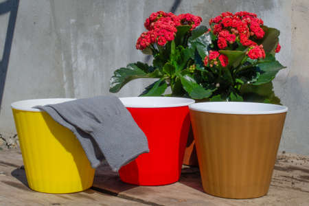 Transplanting a houseplant blooming red Kalanchoe into a pot on a wooden table in garden.の写真素材