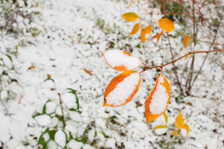 The first snow fell on yellow autumn leaves. The beginning of winter, Christmas conceptの写真素材