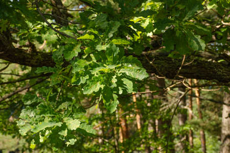 Oak branches with green leaves on summer day. beautiful horizontal nature photo