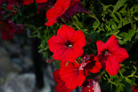 Red petunias on summer day in the garden close-up. Horizontal photo of beautiful natureの写真素材