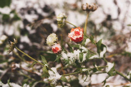 First snow orange marigold flowers. horizontal toned photoの写真素材