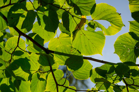 Succulent green leaves on a sunny day, selective focus, horizontal photo