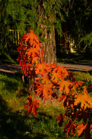 Autumn maple leaves on a branch in the park, vertical autumn photo