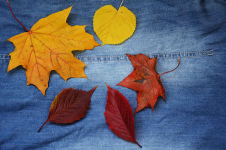 Autumn leaves lie on denim. Horizontal autumn photo, flat lay