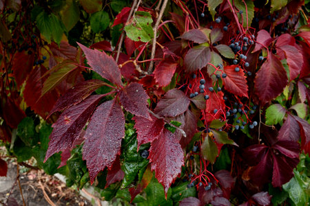 Red autumn leaves with black berries, horizontal photo