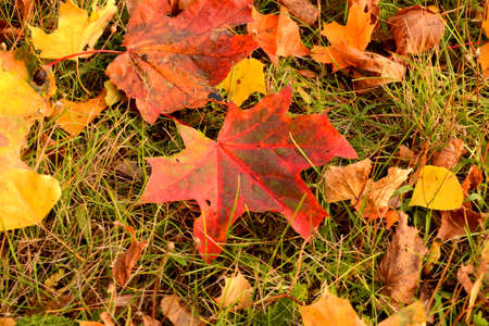 Colorful autumn maple leaves on green grass. Horizontal photo of autumn close-up
