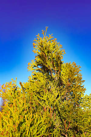 Green Chinese thuja against a bright blue sky. wildlife concept.