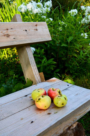 Tasty ripe apples on a wooden bench in the autumn garden on a clear day. Vertical photography, concept of vegetarian and healthy eating.の写真素材