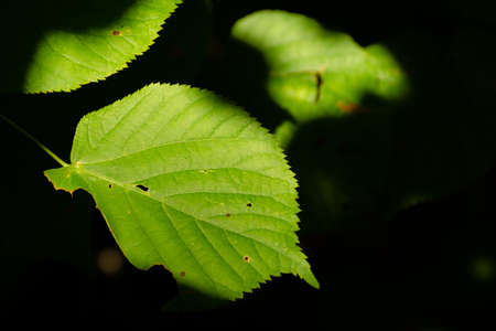 Juicy green leaves on a black background, selective focus, horizontal photo close up