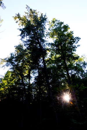 The sun's rays break through the trees on a clear day. vertical photo of the forest