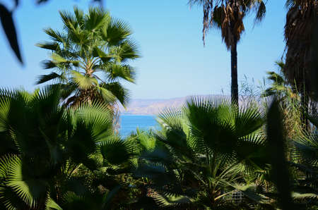 Landscape of the Sea of Galilee - Sea of Galilee. Green palm trees under the bright sun in the...