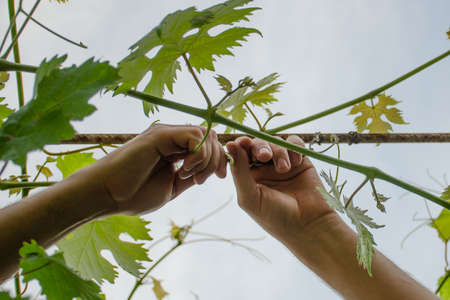 The hands of a man tie a vine to support. gardening concept