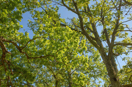 Horizontal branches with new green leaves against clear blue sky.の写真素材
