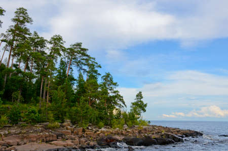 Pine trees grow on rocks by the lake. Blue sky with white clouds over the forest