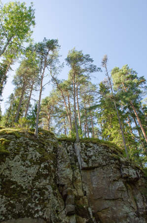 Green pines grow on the rock on summer day. Moss on gabbro diabase in Karelia, vertical photoの写真素材