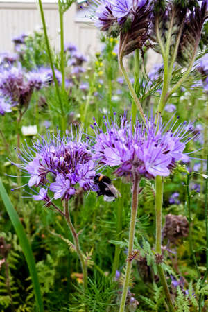 Bee on purple flowers of Phacelia tanacetifolia close-up. Vertical photo of beautiful flowers.の写真素材