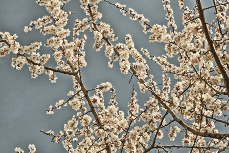 Horizontal toned photo of flowering apricot branches on a background of blue sky, spring time...