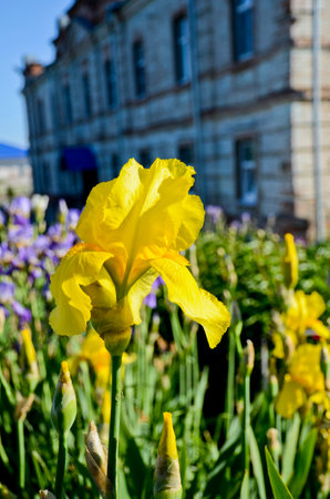 Beautiful yellow iris. The first flowering of the year. Iris takes its name from the Greek word...