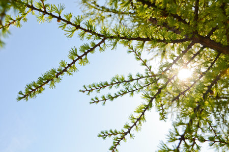 Larch branch close-up on a background of blue sky in summer