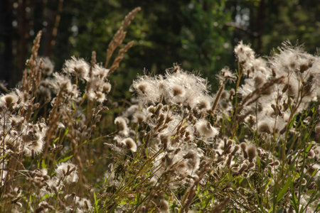 Thistle field or Pink sow thistle, Cirsium arvense fades and becomes down, which spreads seedsの写真素材