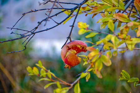 The pomegranate cracked from ripeness. Fresh, ripe pomegranate on a branch.の写真素材
