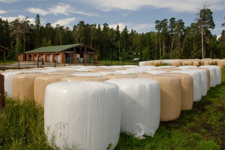 Stacked round bales of silage on farm against the backdrop of a forest. Cattle feed wrapped in white film.の写真素材