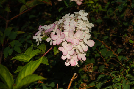White and pink hydrangea close-up, beautiful summer garden. selective focus photographyの写真素材