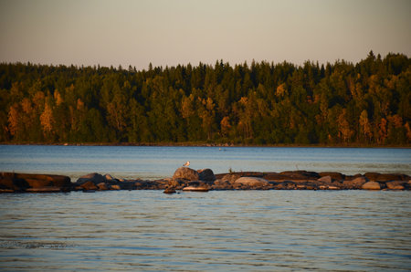 Beautiful landscape of the Karelian forest on the banks of Lake Ladoga. Northern sunrise or sunset. A seagull sits on stones overlooking the lake.の写真素材