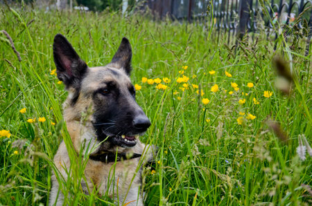 Portrait of a beautiful German shepherd dog lying on tall green grass, yellow colors on a summer day.の写真素材