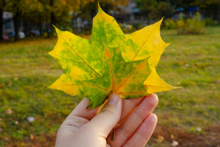 Yellow-green leaf of maple in a woman's hand. Beautiful autumn photo