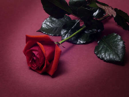 roseの写真素材