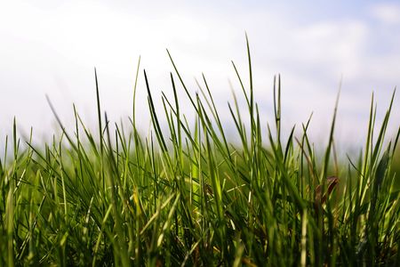 Grass