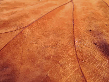 Dry leafの写真素材