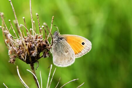 Color butterflyの写真素材