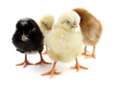chick