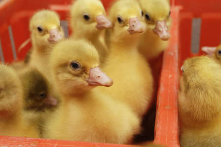 goose