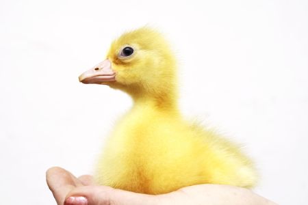 gooseの写真素材